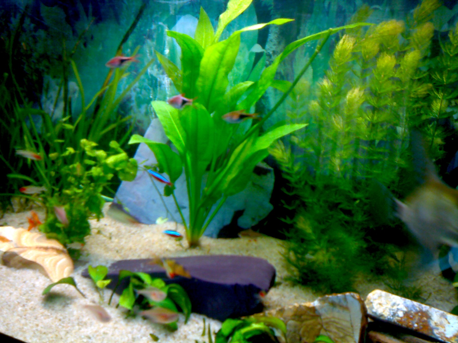 Les plantes d’aquarium et CO2